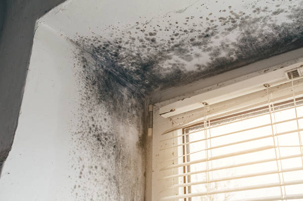 Affordable Mold Cleanup solutions in Wayland, MA