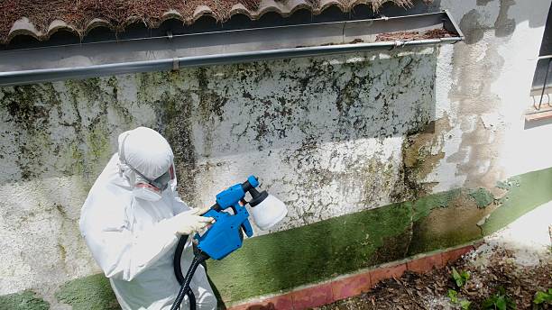 Trusted Black Mold Removal service in Wayland, MA - Cheap Mold Removal